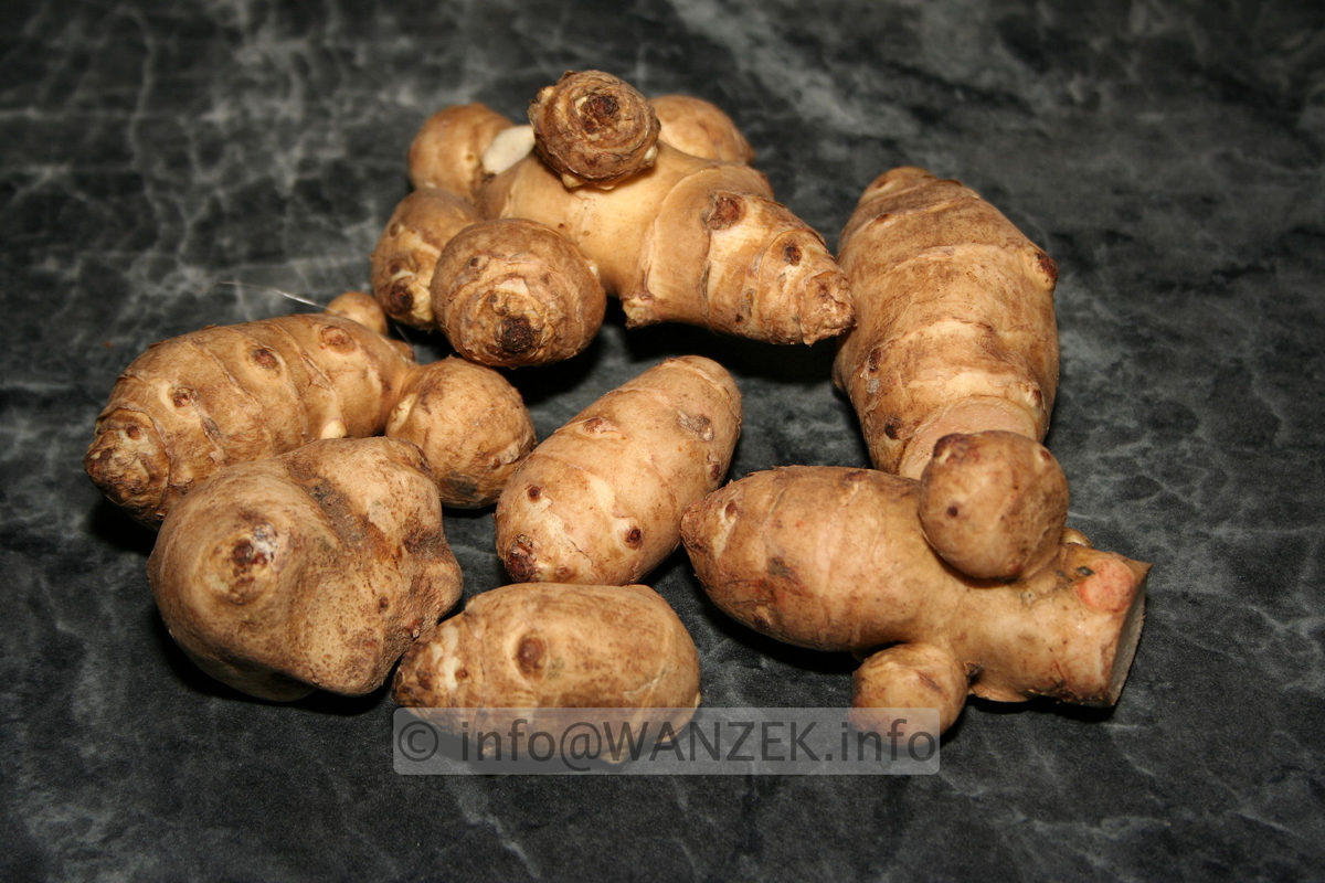 Helianthus tuberosus - Rhizomknollen.jpg